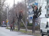 Fryzjerzy drzew działają w Łowiczu