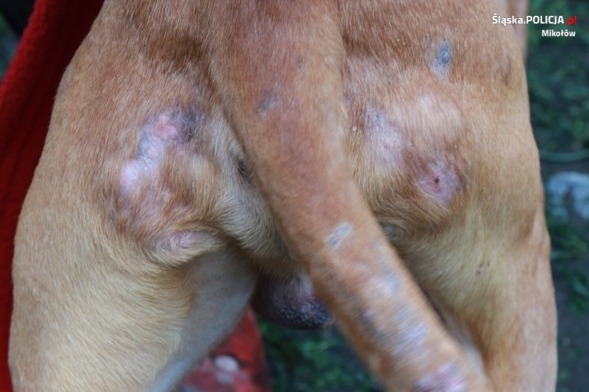 Psy były wykorzystywane do nielegalnych walk? Policja w Orzeszu odebrała zaniedbane amstaffy