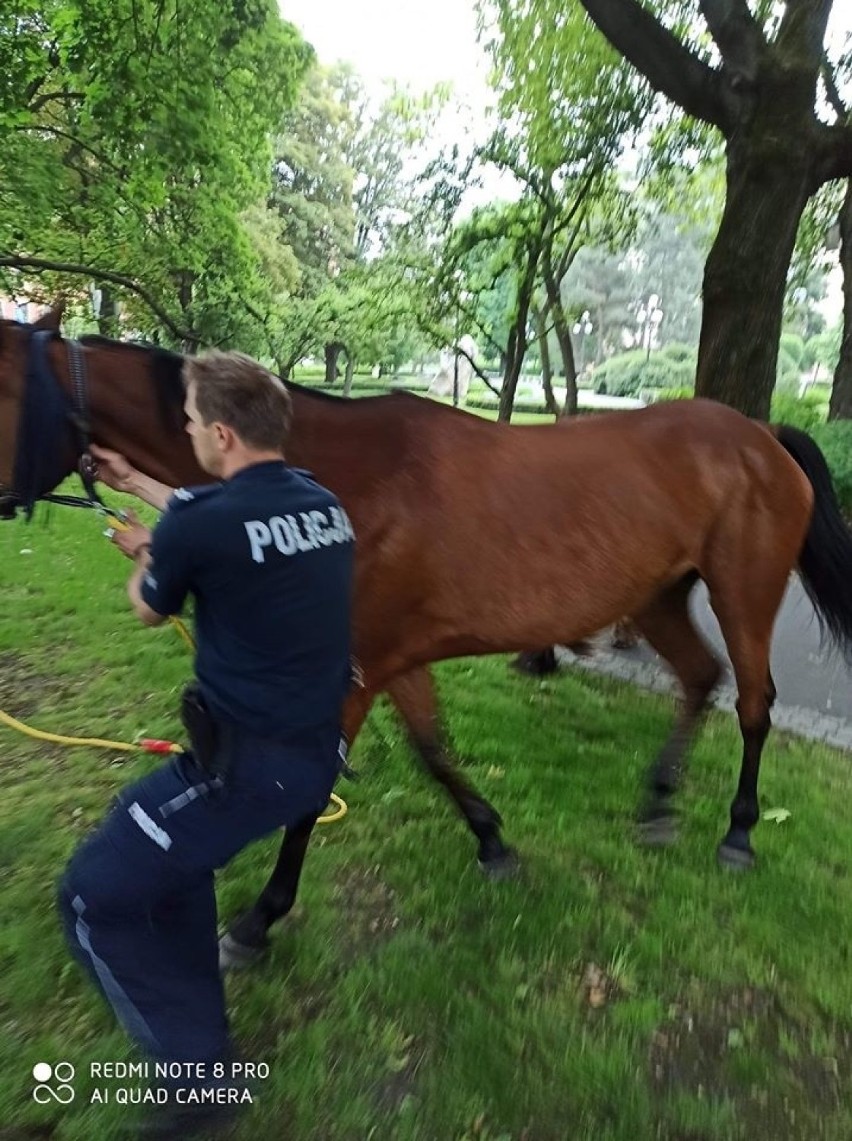 Kraków. Bezpańskie konie biegały po ulicach miasta [ZDJĘCIA] 10.06.20