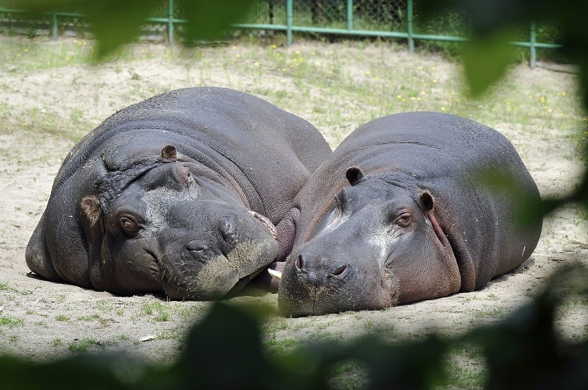 Zoo w Gdańsku: Hipopotamy, czyli rzeczne &quot;konie&quot;. Zobaczcie ZDJĘCIA!