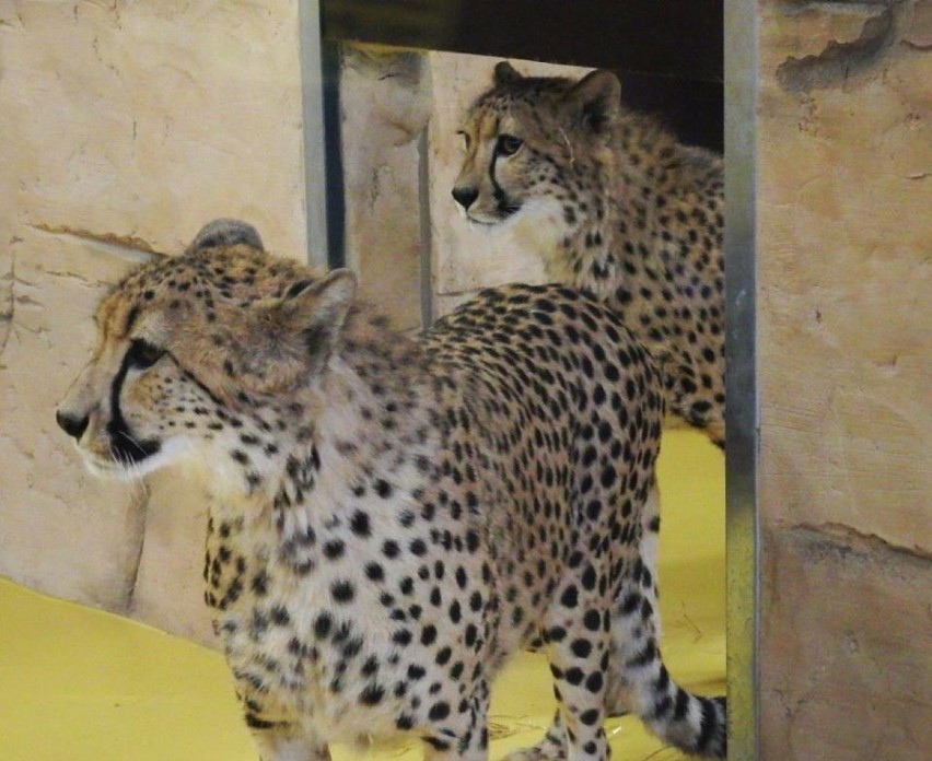 Śląski Ogród Zoologiczny ma nowych mieszkańców! To Ignis i Maji - dwa piękne gepardy