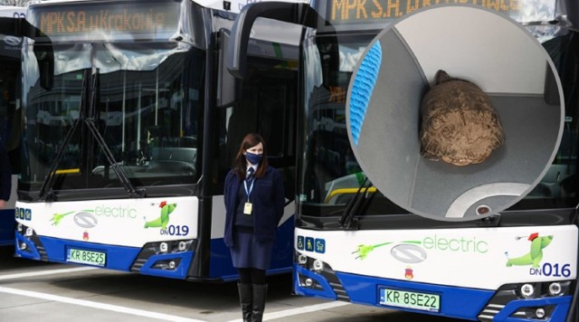 Prowadzący miejskie autobusy nieraz są świadkami nietypowych zdarzeń