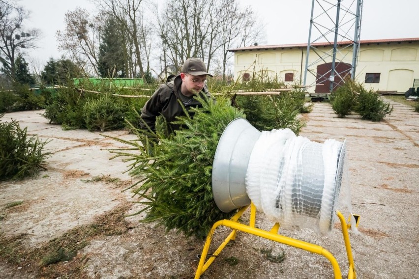 Sprzedaż choinek w  Nadleśnictwie Żołędowo w 2021 roku.