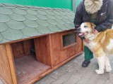 Bella i Bazyl mają nowy dom. Bydgoska spółka miejska adoptowała kolejne dwa psy