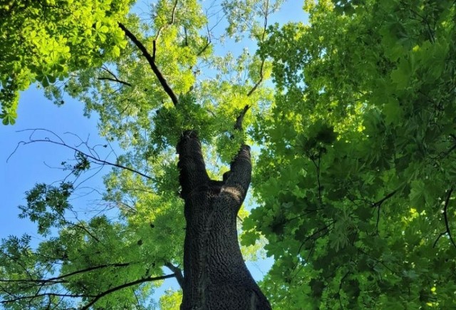 Zarząd Zieleni Miejskiej w Krakowie odnosi się do stanu drzew rosnących przy al. Waszyngtona w Krakowie. Będą montowane drewniane paliki