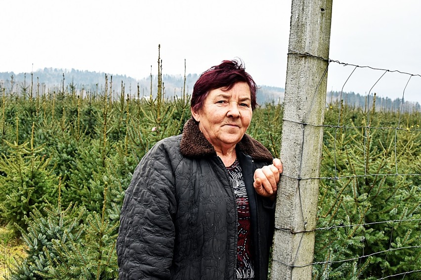 W Moszczenicy tysiące pięknych choinek czeka na nowych...