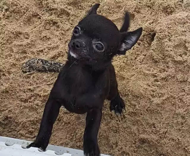 Chihuahua czysto czarny 
7 000 zł