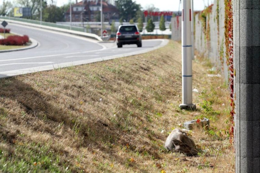 Afrykański pomór świn już w Warszawie. Martwe dziki znaleziono m.in na Saskiej Kępie