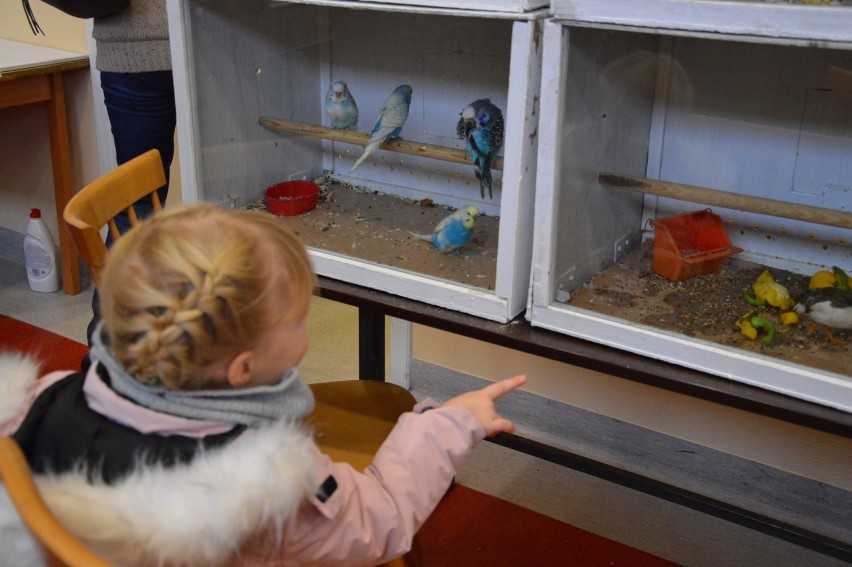 Kanarki, papugi i inne egzotyczne ptaki na wystawie w Oświęcimiu