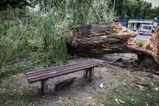 Potężne drzewo runęło na ścieżkę obok bloków w Lesznie.  Metr od ławki
