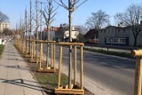 Kilkadziesiąt nowych drzew i krzewów w ciągu al. Niepodległości w Sopocie. Koszt nasadzeń wraz z pielęgnacją wyniósł ponad 275 tys. zł