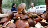 Święto Grzybów w Węglińcu już w ten weekend - czy w Borach Dolnośląskich grzyby są? 