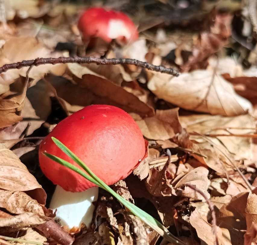 Wszystkie kolory tęczy w lasach powiatu puckiego. Sezon na grzyby pokazuje jak bardzo jest u nas kolorowo | ZDJĘCIA, WIDEO