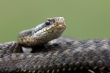Żmije zygzakowate na Podkarpaciu. Jak uniknąć spotkania z jadowitymi wężami?