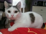 Oto Wasze adopciaki! Galeria adoptowanych przez gnieźnian zwierząt