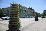 Częstochowa: Wieże kwiatowe na placu Biegańskiego - zobacz zdjęcia. Jest też już druga letnia kawiarenka