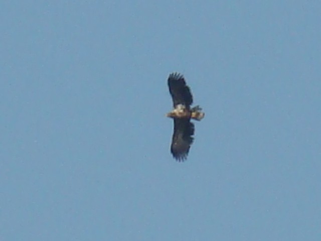 Źródło: http://commons.wikimedia.org/wiki/File:White-tailed_Eagle-Mindaugas_Urbonas-1.jpg