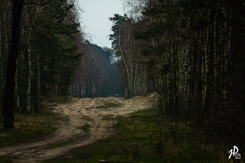 Tęsknicie za lasem i naturą? Zobaczcie zdjęcia Jacka Piotrowskiego