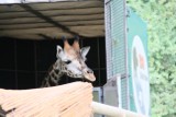 Do zoo w Poznaniu przyjechała żyrafa Epsi! [ZDJĘCIA, FILM]