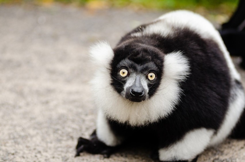 Czarno-białe lemury wari zamieszkają w Gdańskim Ogrodzie...