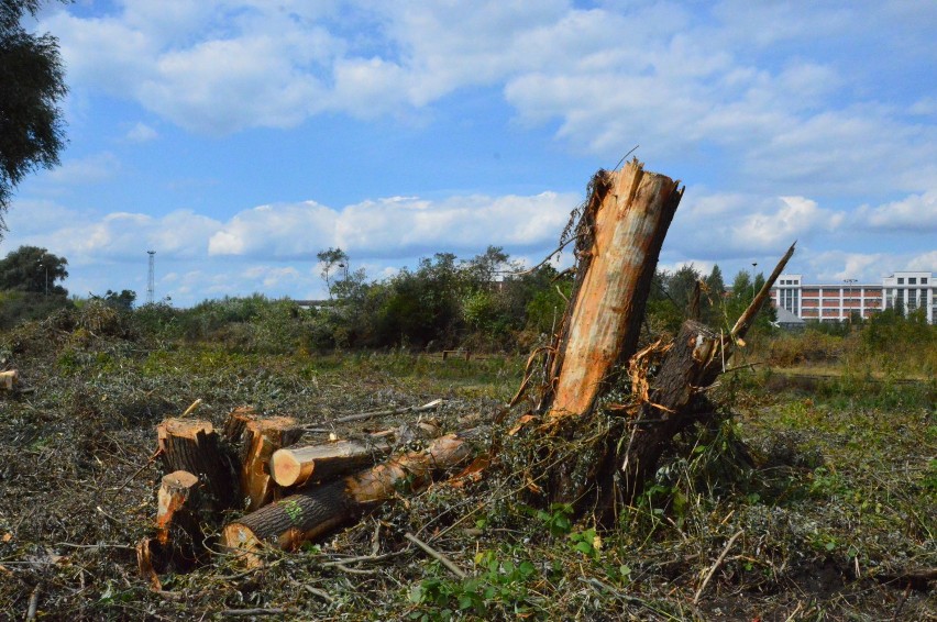 Na Międzytorzu w Gdyni rozpoczęła się wycinka kilku tysięcy drzew. Mieszkańcy obawiają się o los bytujących tam zwierząt ZDJĘCIA  