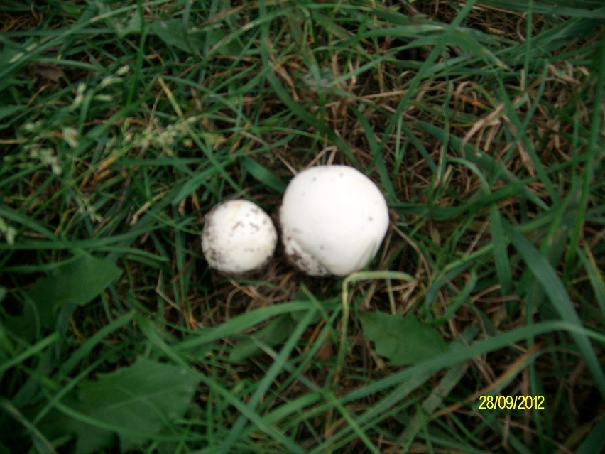 Taaaaaakie grzyby. Maślaki i pieczarki z wałbrzyskiego parku Sybiraków. Zdjęcia