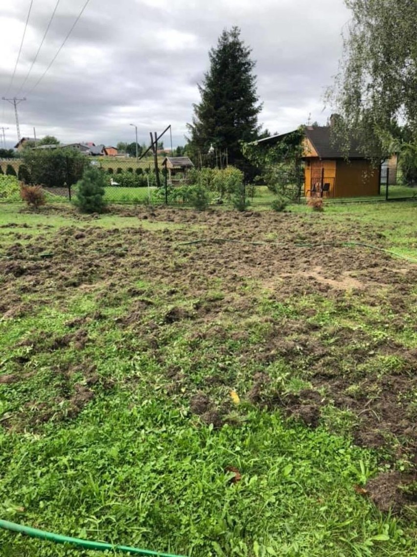 Dziki wyrządzają szkody na posesjach w Wodzisławiu Śl....