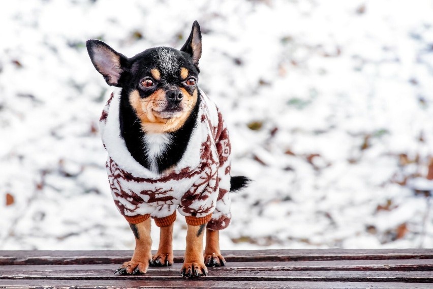 Ciepły sweterek dla psa to doskonałe rozwiązanie podczas...