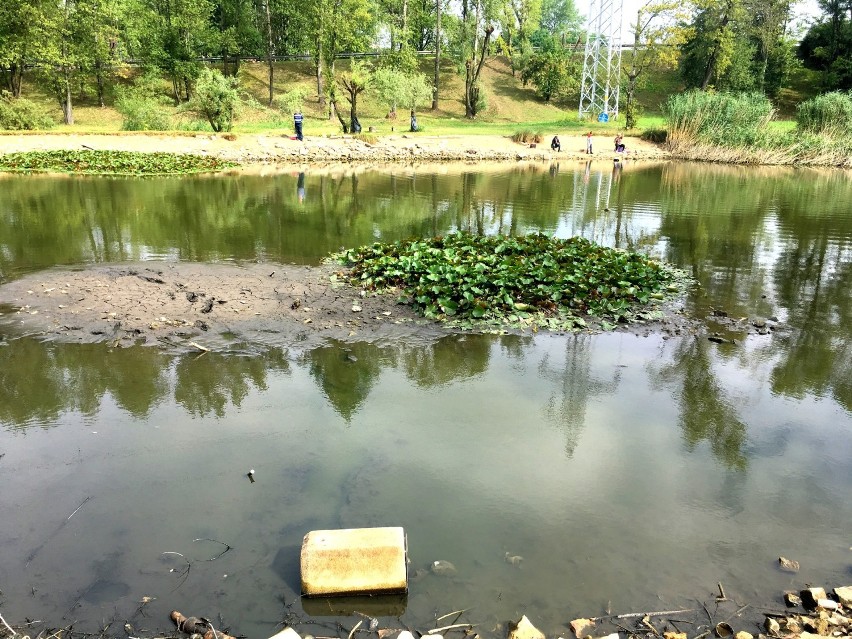 Sosnowiec: przenoszą ryby z jeziorka na Górce Środulskiej ZDJĘCIA