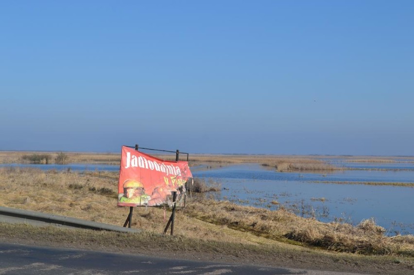 Noteć wylała i zalała łąki. Nie wygląda to dobrze [ZDJĘCIA]