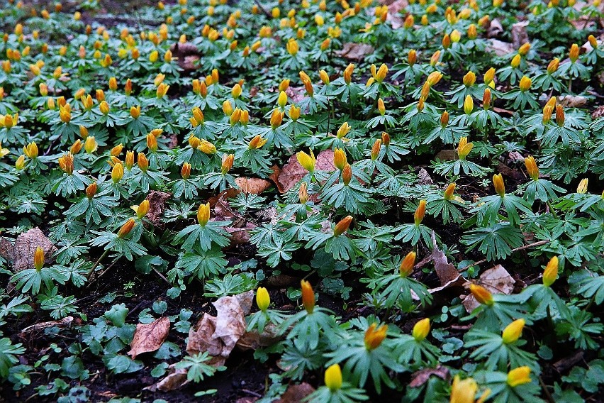 W ogrodzie botanicznym kwitną już rannik zimowy, oczar,...