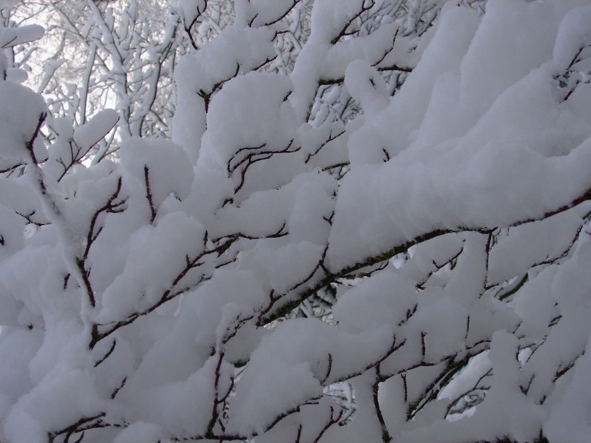 Nagie gałęzie otulone śnieżnym puchem. Fot. Isabella Degen
