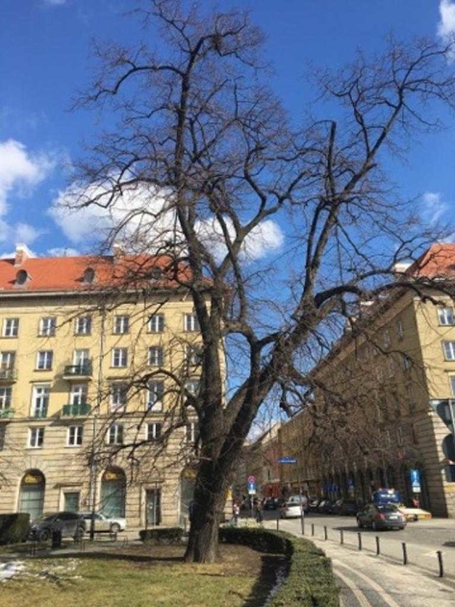 Plac Kościuszki nazywany jest "podwórkiem Igora Przegrodzkiego", już nieżyjącego wybitnego wrocławskiego aktora