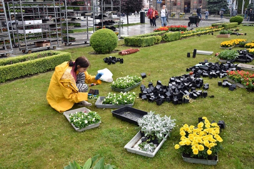 Powstaje dywan kwiatowy na Placu Słowiańskim w Legnicy [ZDJĘCIA]