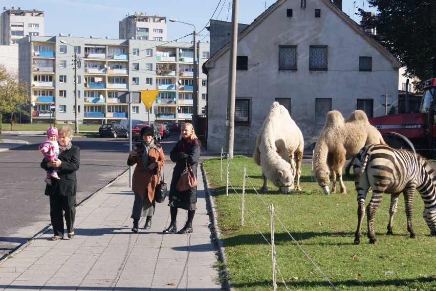 Wielbłądy chodzą po Ostrogu. Przyjechał cyrk