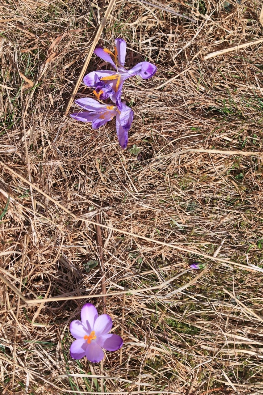 Krokus w Dolinie Chochołowskiej ponownie zdewastowane....