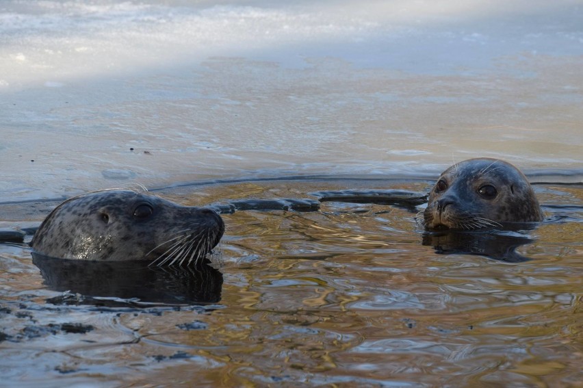 Poznańskie zoo zaprasza na zimowy spacer. Już w środę!