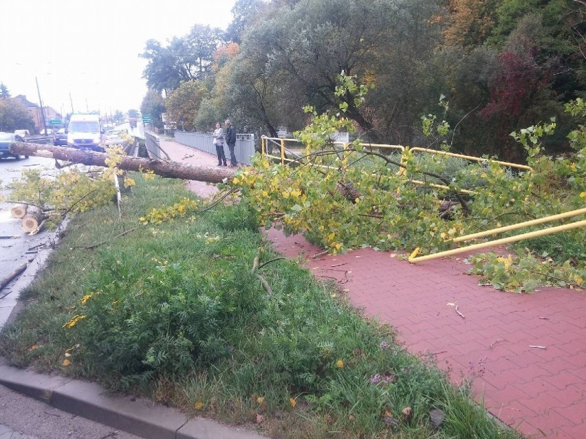 Wypadek na Krakowskiej w Kielcach. Na jadący samochód runęło drzewo! 