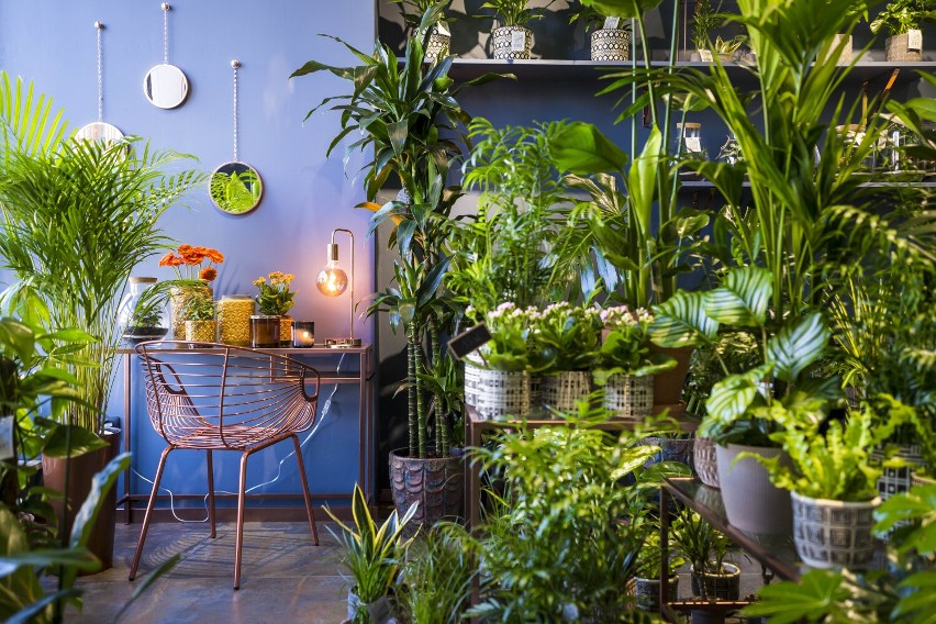 Zieleni się - studio zieleni kreatywnej i raj dla miłośników roślin