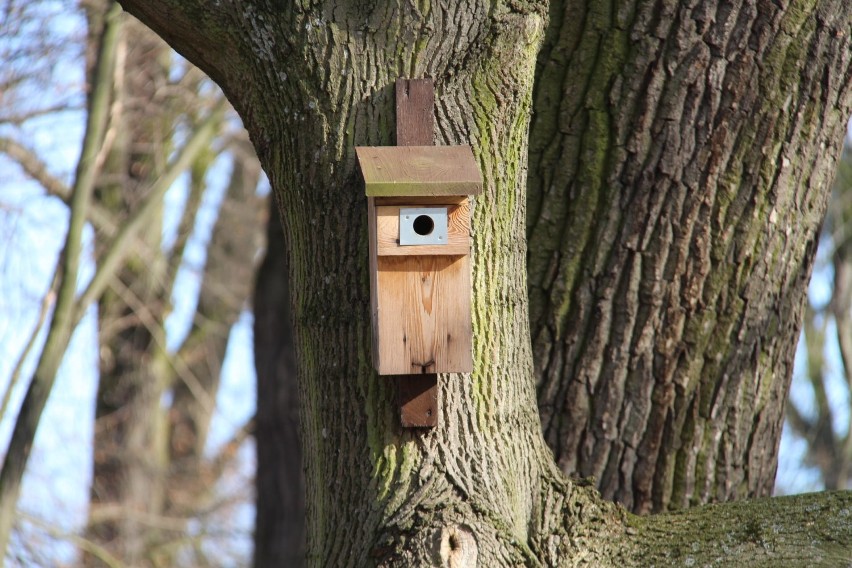 W gminie Pruszcz Gdański wiosenne porządki - cięcia drzew, czyszczenie budek dla ptaków