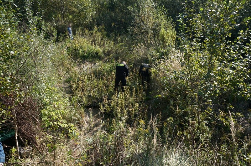 Policja odkryła narkotykowe pole w Gliwicach