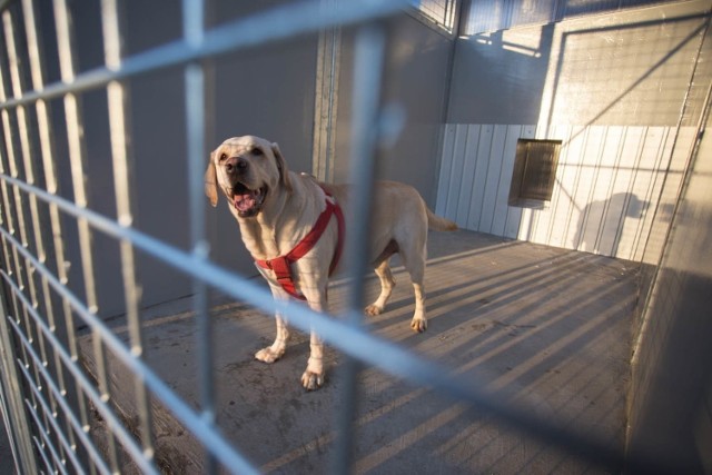 4 października obchodzimy Światowy Dzień Zwierząt. To dobra okazja, aby zachęcić do adopcji psów i kotów. W słupskim schronisku dla zwierząt przebywa obecnie 110 psów i 130 kotów. Odmieńmy wspólnie los choć kilku z nich.  Pod poszczególnymi zdjęciami opisujemy psy i koty, które można adoptować.