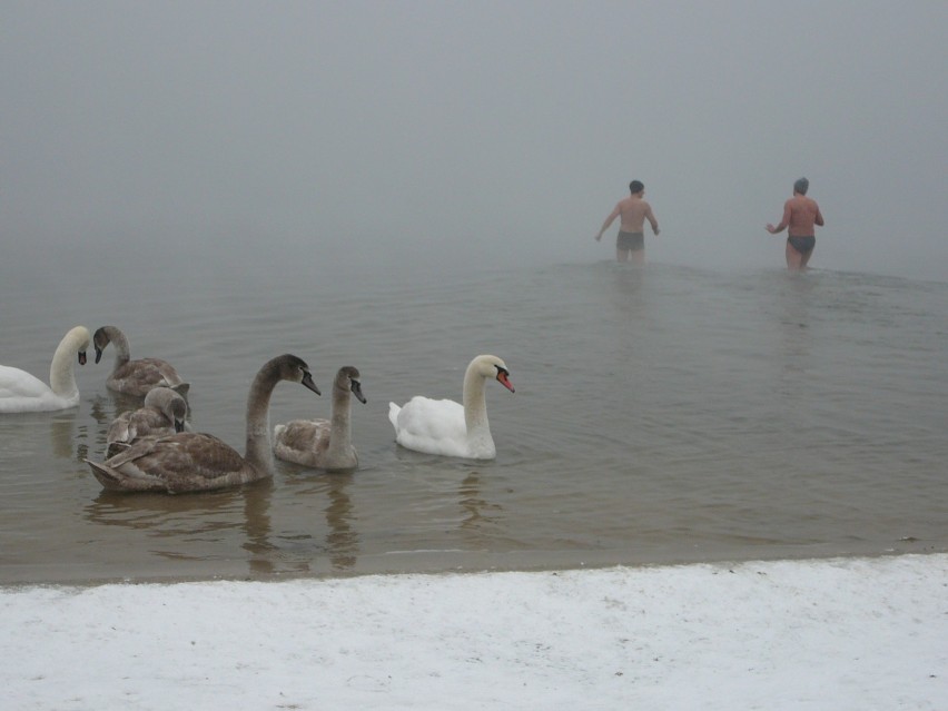 Stowarzyszenie Pogoria Biega zachęca do biegania oraz wspólnych, zimowych kąpieli w wodach Pogorii