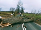 Wichura łamała drzewa, zrywała dachy, wstrzymała ruch kolejowy. Strażacy interweniowali ponad 400 razy! 