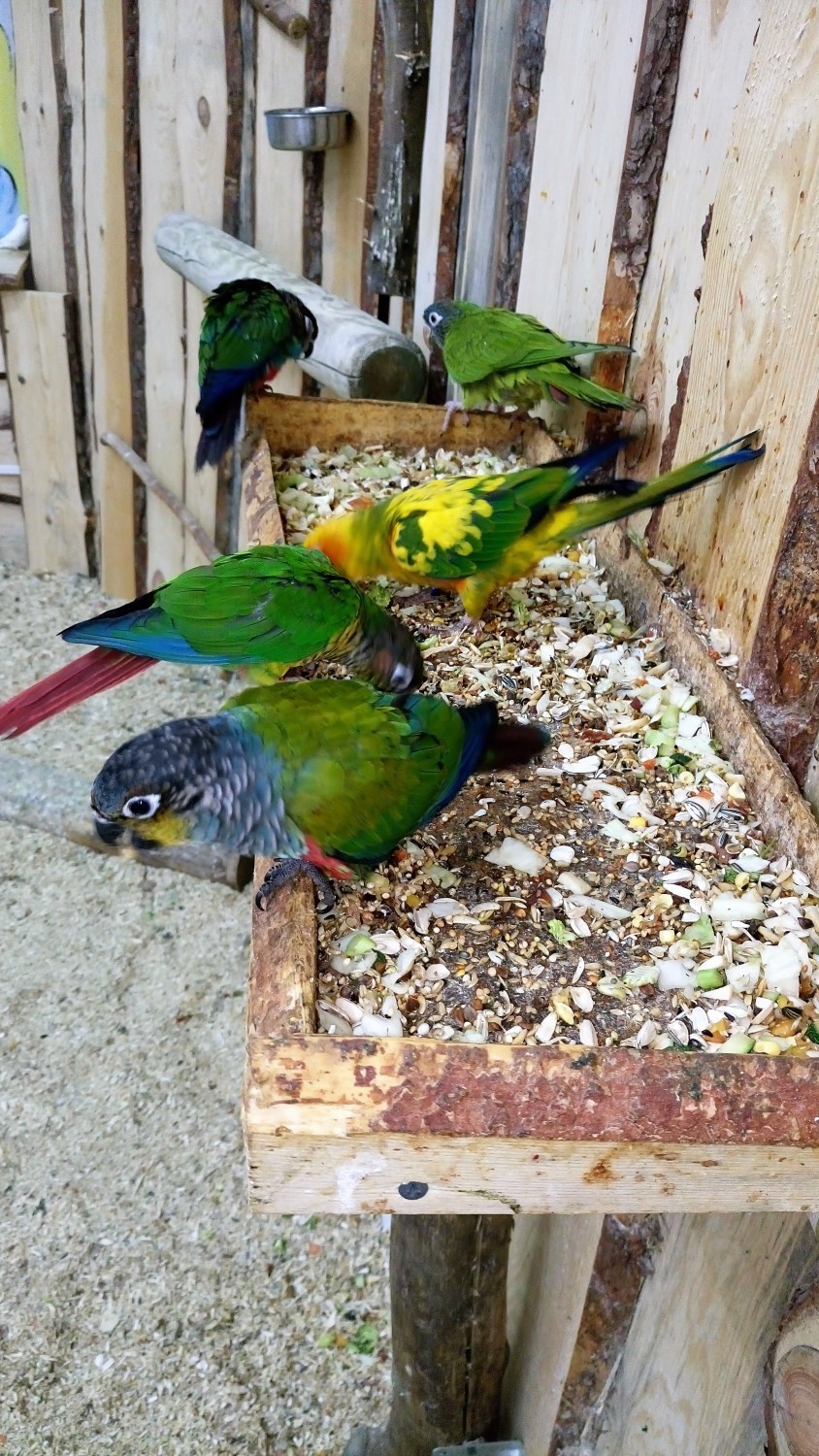 Papugarnia w Gorzowie