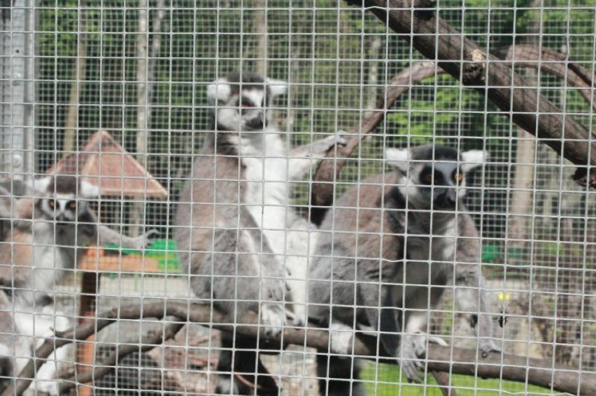 Młode lemury można oglądać na nowym wybiegu w łódzkim zoo.