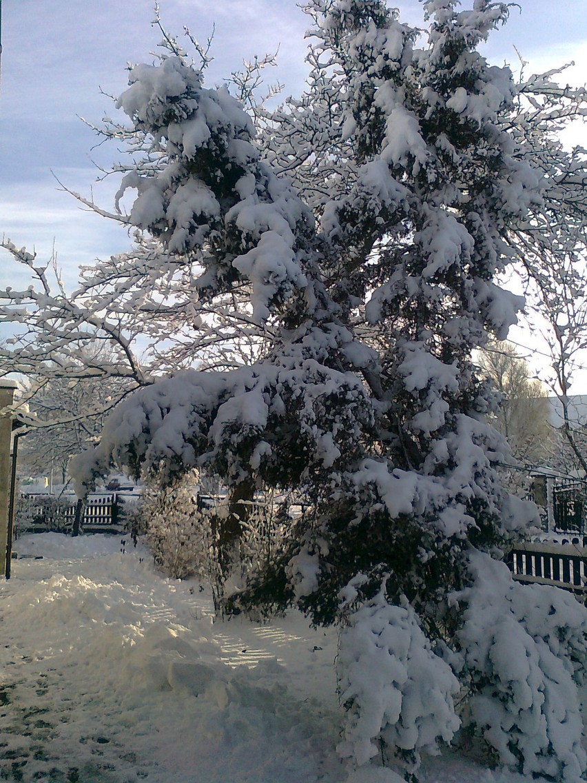 zdjęcia obrazują  zaśnieżony Lębork,tej zimy...