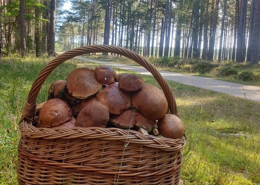 Nasi Czytelnicy podpowiadają, że grzyby można znaleźć w...