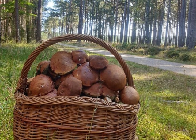 Nasi Czytelnicy podpowiadają, że grzyby można znaleźć w okolicach Osieka Wielkiego, Suchatówki, Godzięby i Niemojewa