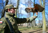 Drapieżne ptaki pojawiły w radomskich parkach. Zobacz zdjęcia